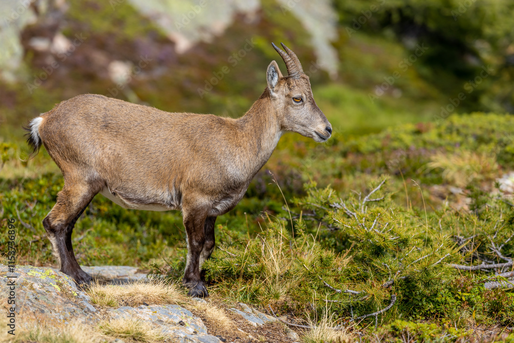 Mountain goat ibex in the Alps mountains in the wild nature. Horned wild animal in the alpine environment. Ibex male and female on the green alpine meadow in summer Mountain goat ibex in the Alps mountains in the wild nature. Horned wild animal in the alpine environment. Ibex male and female on the green alpine meadow in summer