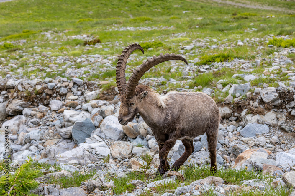 Mountain goat ibex in the Alps mountains in the wild nature. Horned wild animal in the alpine environment. Ibex male and female on the green alpine meadow in summer Mountain goat ibex in the Alps mountains in the wild nature. Horned wild animal in the alpine environment. Ibex male and female on the green alpine meadow in summer