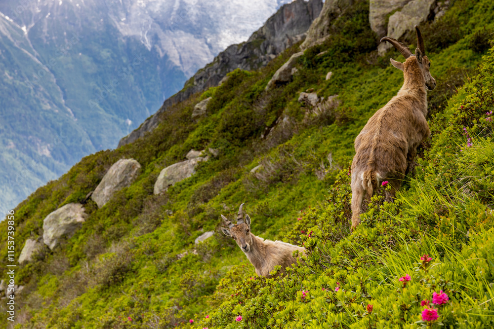 Mountain goat ibex in the Alps mountains in the wild nature. Horned wild animal in the alpine environment. Ibex male and female on the green alpine meadow in summer Mountain goat ibex in the Alps mountains in the wild nature. Horned wild animal in the alpine environment. Ibex male and female on the green alpine meadow in summer