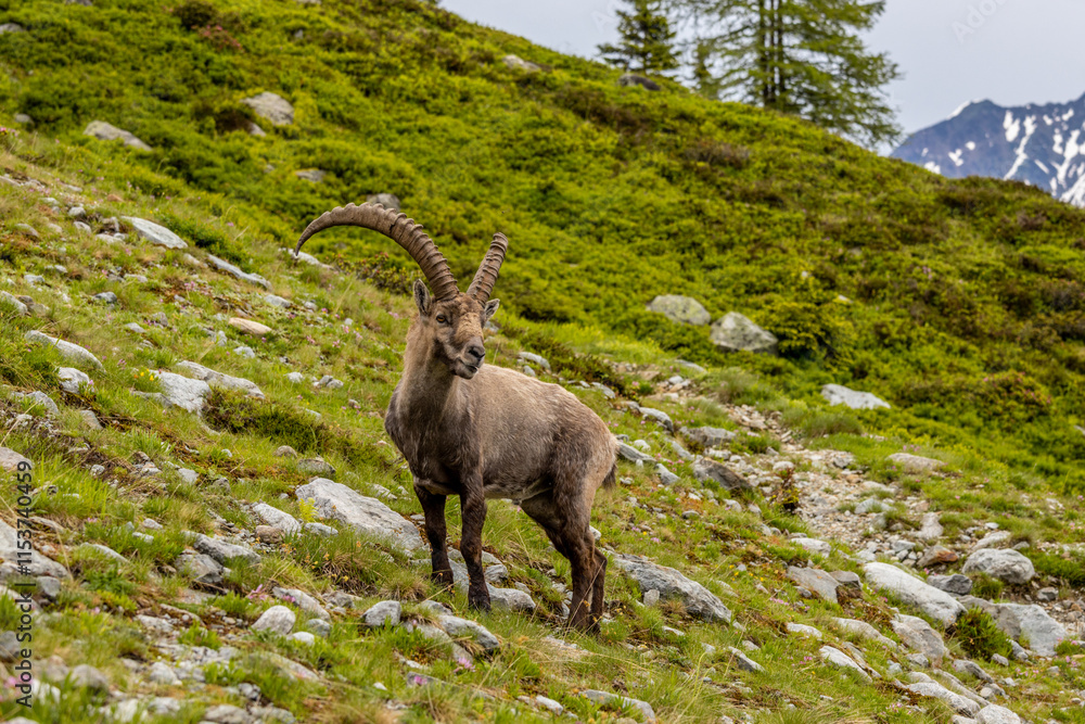 Mountain goat ibex in the Alps mountains in the wild nature. Horned wild animal in the alpine environment. Ibex male and female on the green alpine meadow in summer Mountain goat ibex in the Alps mountains in the wild nature. Horned wild animal in the alpine environment. Ibex male and female on the green alpine meadow in summer