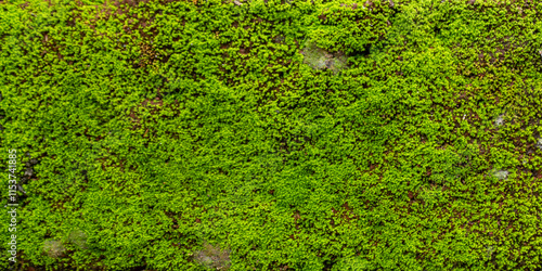 Green Moss Thriving on Damp Brick Wall