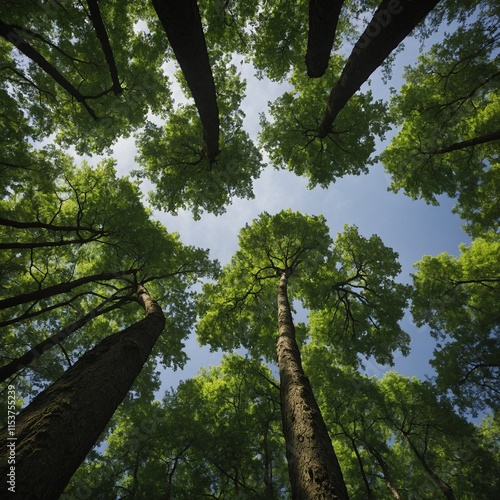 Looking up at the green tops of trees.

