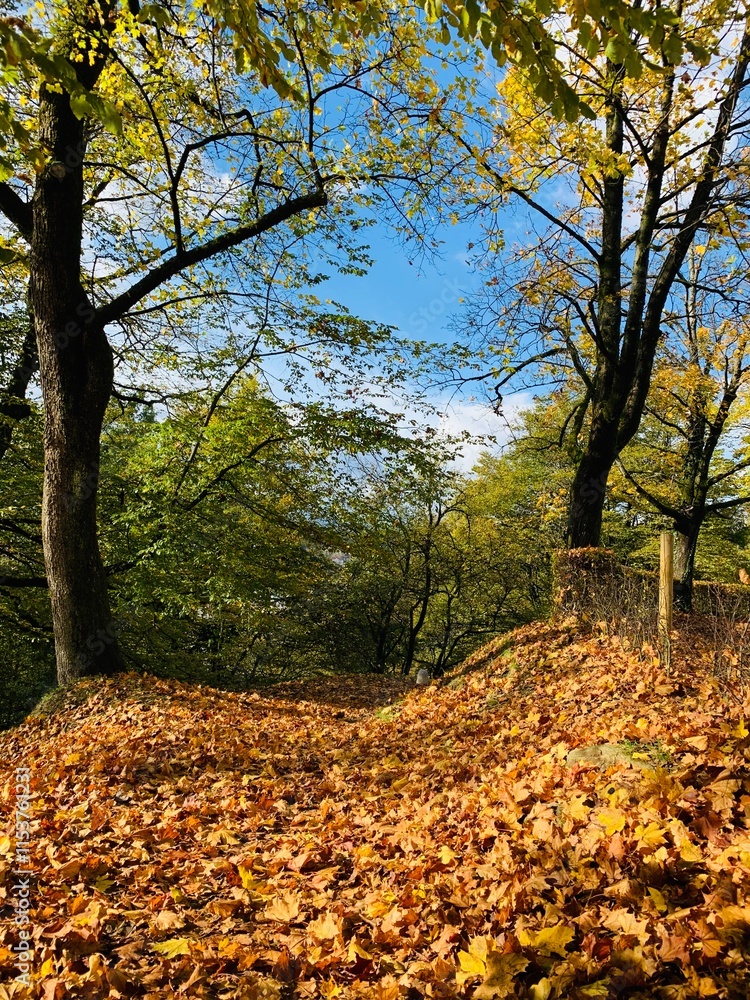 Autumn landscape with yellow leaves on the ground in the park. Autumn landscape with yellow leaves on the ground in the park.