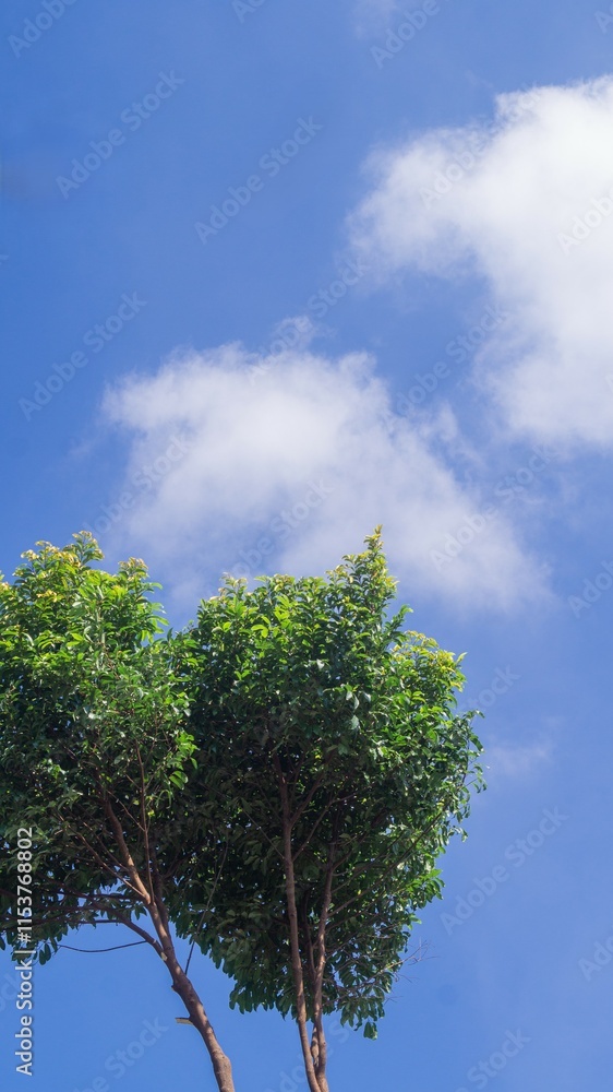 Fototapeta premium Tree tops on the background of bright sky and clouds with copy space