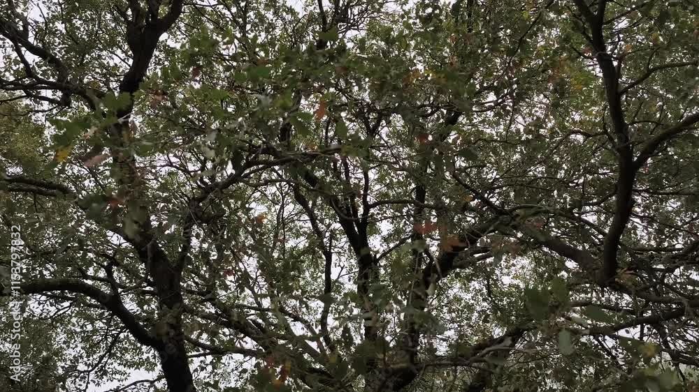 Tree with branches with few green and orange leaves in autumn Tree with branches with few green and orange leaves in autumn