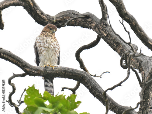 Plakat w ramie クーパーハイタカ Cooper's Hawk
