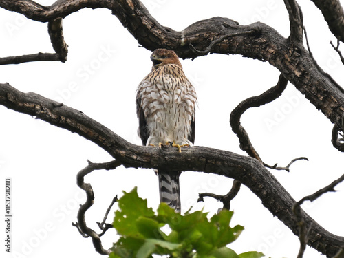 クーパーハイタカ　Cooper's Hawk