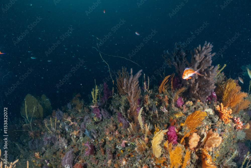 Obraz premium 海の中