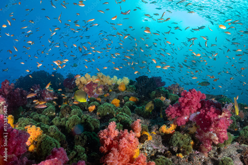 Fototapeta premium きれいな海