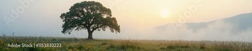 Softly glowing fog wraps around a lone oak tree, wildflowers, nature, landscape photo