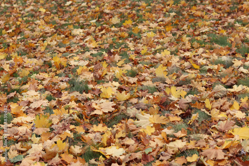 Fallen autumn leaves on the grass in the park. Yellow fallen leaves on the ground. Autumn background, selective focus. Fallen autumn leaves form the ground cover on the lawn in the park Fallen autumn leaves on the grass in the park. Yellow fallen leaves on the ground. Autumn background, selective focus. Fallen autumn leaves form the ground cover on the lawn in the park