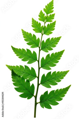 Isolated fern leaves on white background with clipping path, clippingpath, leaves, detail photo