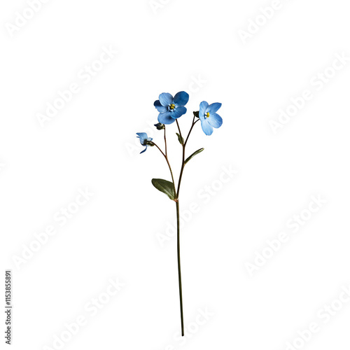 Wallpaper Mural Forget-me-not isolated on white background full depth of field  Torontodigital.ca
