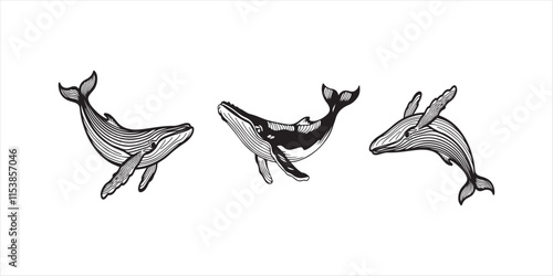Whale set hand drawn illustration on white background. blue  whale vector.