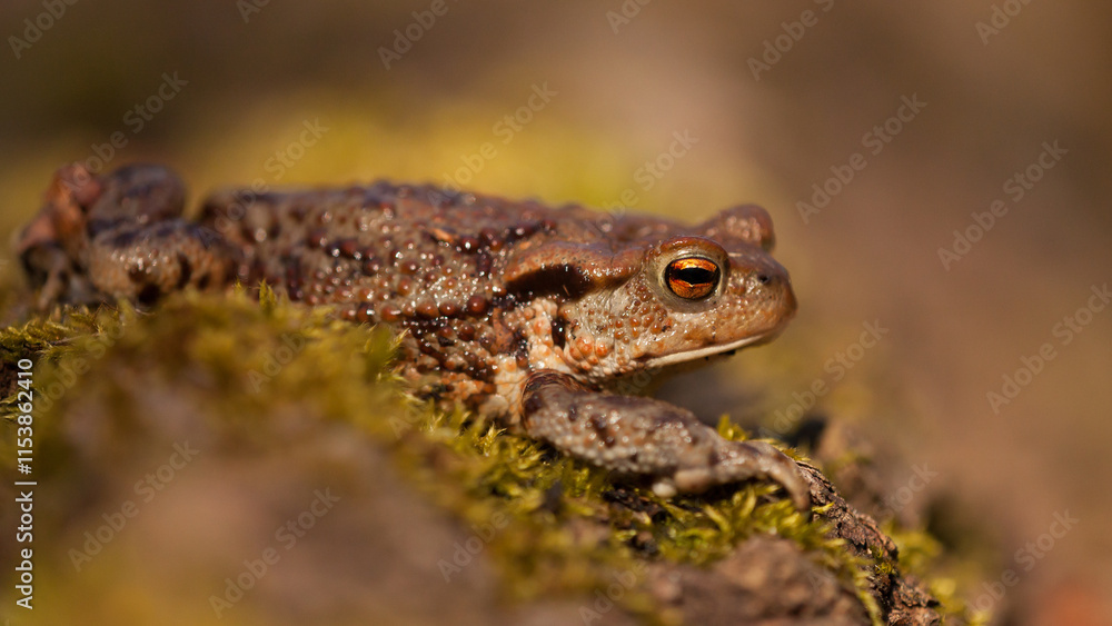 Fototapeta premium common toad on moss, bufo bufo, tailless amphibian, migration, large toad, eye, close-up, photo, warts, moss