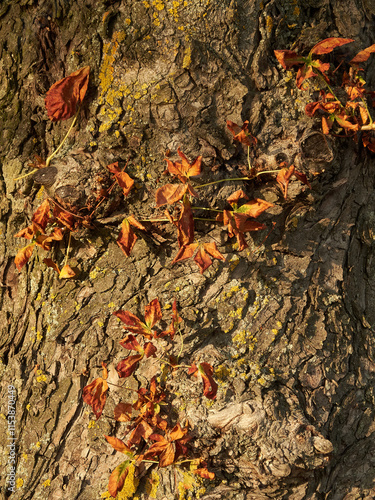 view on the tree surface photo