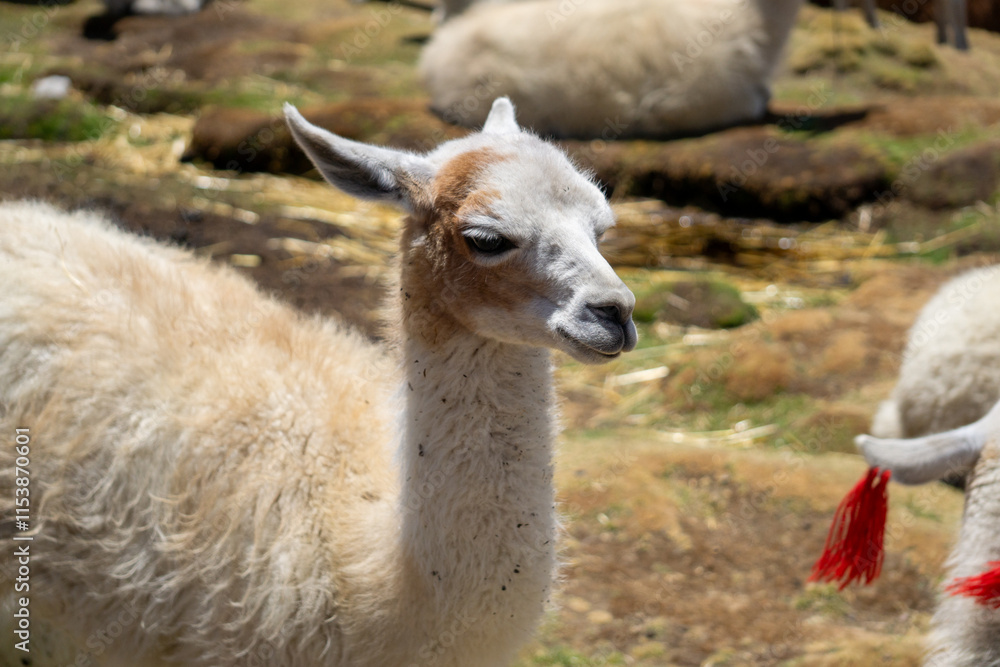 Portrait of a llama in the Peruvian countryside with a calm and natural background setting Portrait of a llama in the Peruvian countryside with a calm and natural background setting