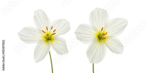 Vibrant Collection of Flowers - Artistic Arrangement on Crisp White Background for Creative Projects the product image shot (transparent) , print, banner