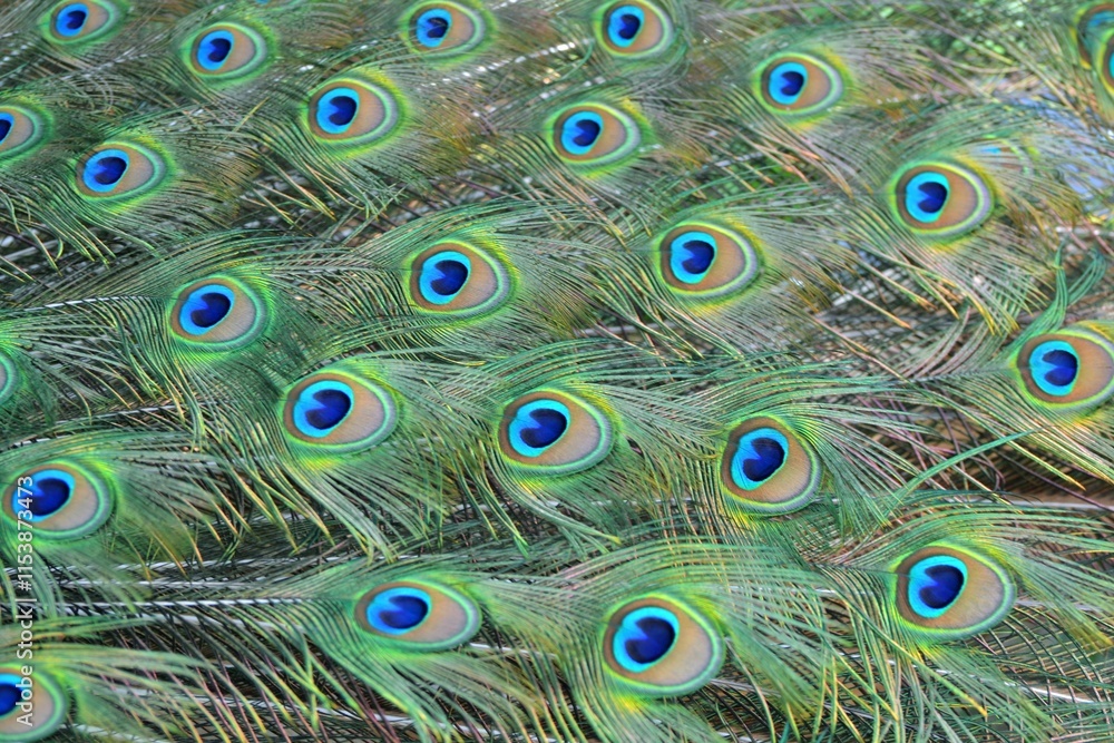 Obraz premium The patterned tailfeather plumage of a male peacock