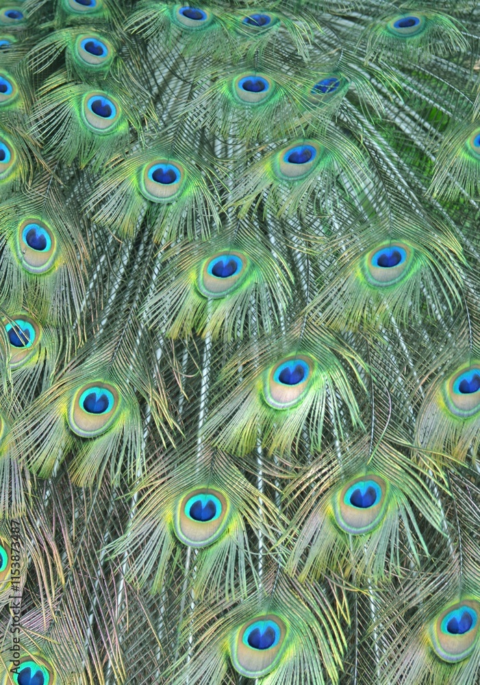 Obraz premium The patterned tailfeather plumage of a male peacock