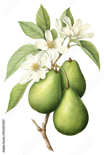 PNG Avocado branch with flower avocado illustration botanical flowers.