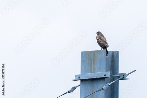 Common Buzzard (Buteo buteo), spotted over Baldoyle Racecourse, Dublin; common in Europe photo