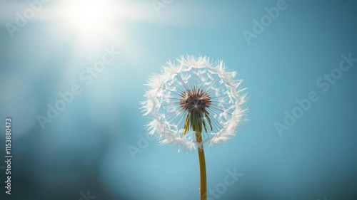 Wallpaper Mural Delicate dandelion, backlit by sun rays, against an abstract blue , sunlight, wildflower, photography Torontodigital.ca