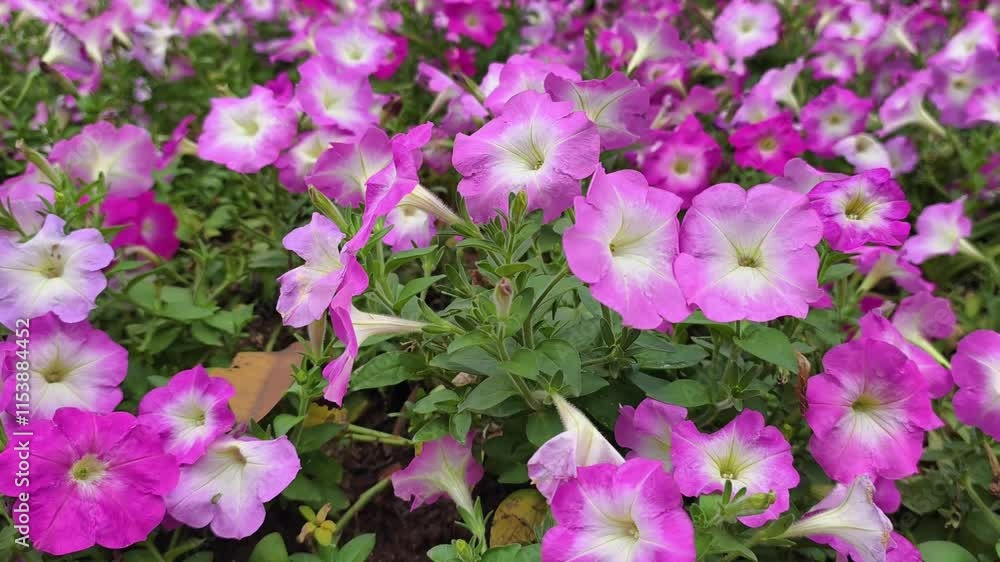 Beautiful flowers in the garden Beautiful flowers in the garden