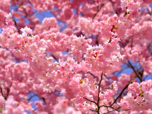 Japanische Kirschblüte in voller Pracht photo