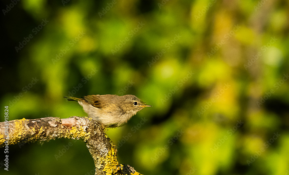 Naklejka premium Tjiftjaf bird in a forest in Holland