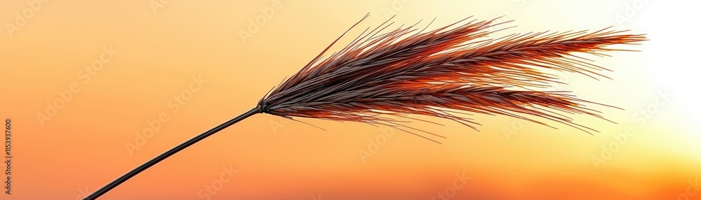 Delicate Grass Stem Against Vibrant Orange Sunset Sky with Gentle Light Reflection Delicate Grass Stem Against Vibrant Orange Sunset Sky with Gentle Light Reflection