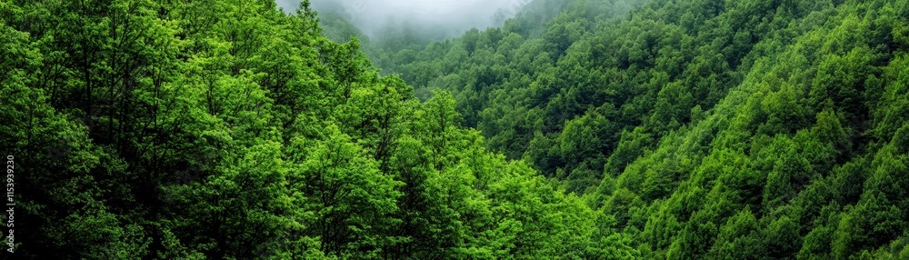 Lush Green Forest Landscape with Fog and Mist Surrounded by Majestic Trees in Nature Lush Green Forest Landscape with Fog and Mist Surrounded by Majestic Trees in Nature