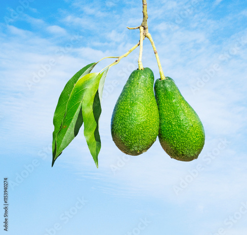 Branch of avocado with the fruit