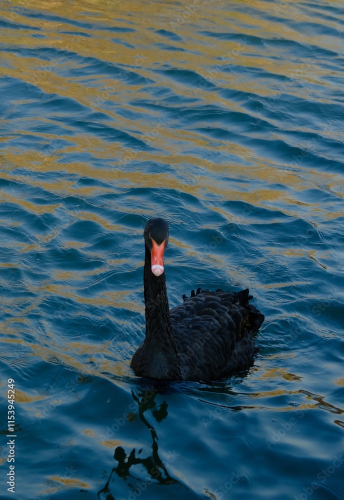 Fototapeta premium black swan on the lake, black swan on the water, river