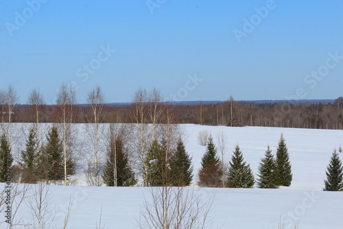 Wallpaper Mural forests of northeastern Europe in early spring Torontodigital.ca