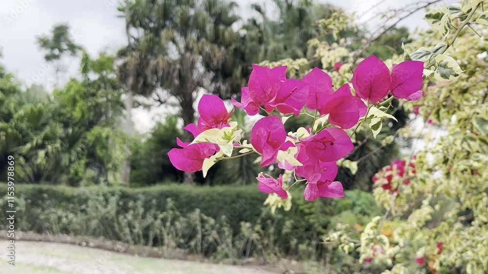 Bougainvillea Alexandra flowers in the garden Bougainvillea Alexandra flowers in the garden