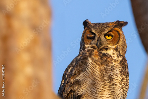 A great horned owl (Bubo virginianus) in the evening sun in southwest Florida photo