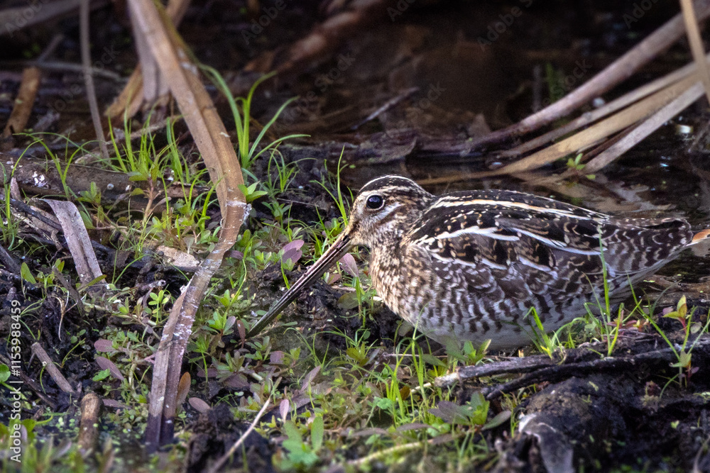 A secretive, camouflaged bird called the Wilson's snipe (Gallinago delicata) in Sarasota, Florida A secretive, camouflaged bird called the Wilson's snipe (Gallinago delicata) in Sarasota, Florida
