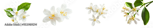 The neroli flower in bloom. Citrus blossoms. A transparent PNG featuring a cluster of white flowers and buds from an orange tree. photo