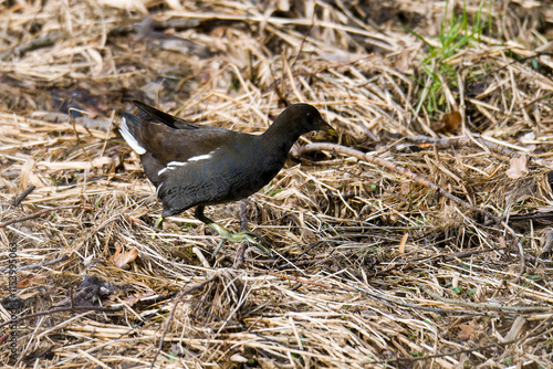 Teichhuhn (Gallinula chloropus) im Winter in der Oberlausitz	 photo