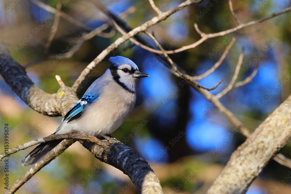 Fototapeta premium Bluejay perched against blurry blue sky background.