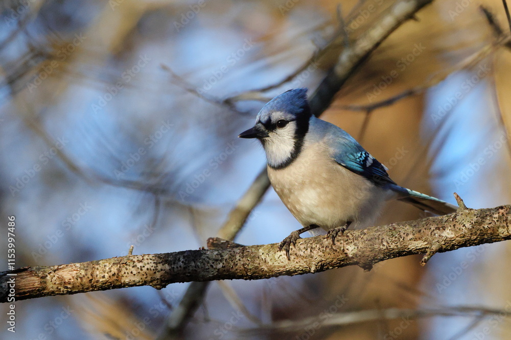 Fototapeta premium Bluejay perched against blurry blue sky background. 