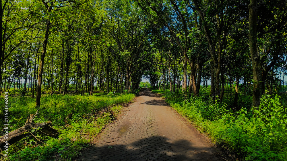 Fototapeta premium walk in the forest