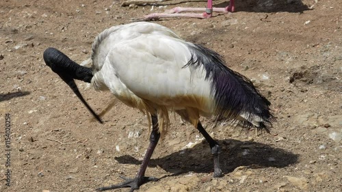 4K footage of a Sacred Ibis cleaning its feathers with its beak, balancing on one leg due to an amputated limb, filmed during the day.

