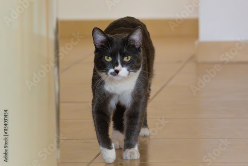 Gato blanco y gris mirando a cámara