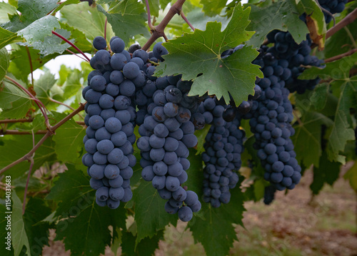 Wallpaper Mural Ripe purple grapes hanging from a vine, ready for harvest in a vineyard Torontodigital.ca