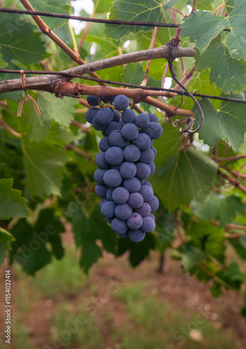 Wallpaper Mural Ripe purple grapes hanging from a vine, ready for harvest in a vineyard Torontodigital.ca