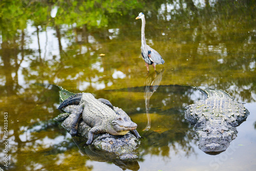 Alligator family and the heron in a river in Florida