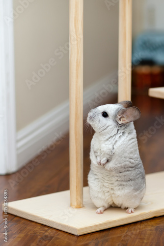 Chinchilla In Play