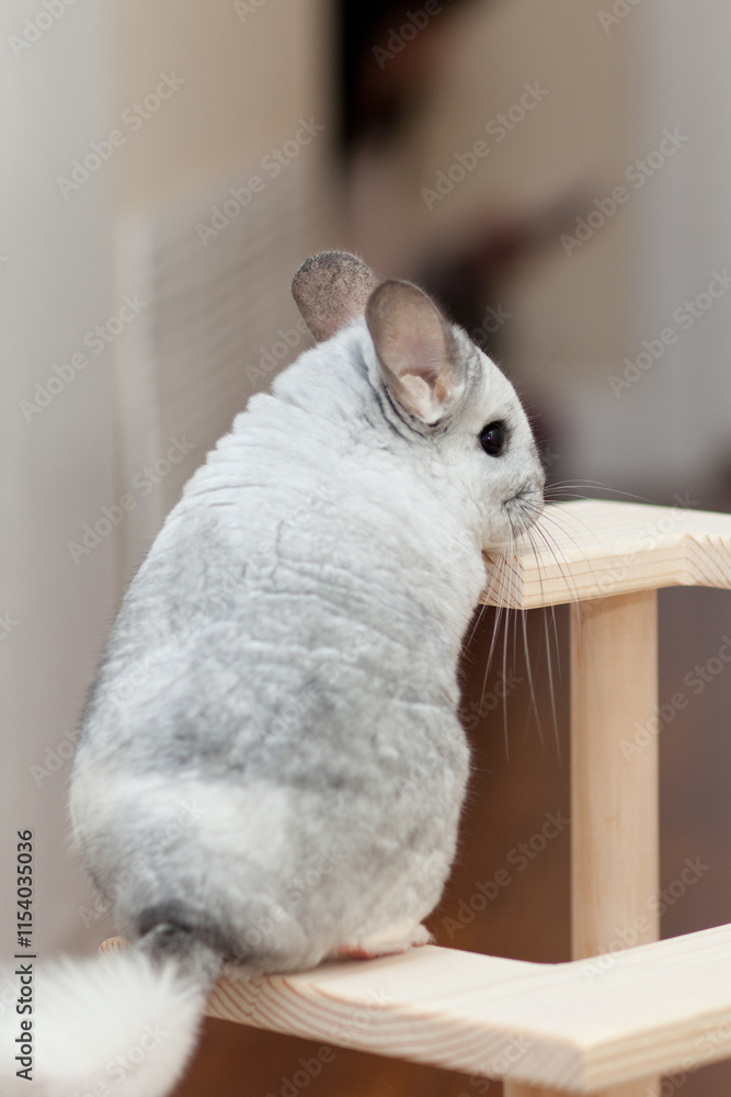 Obraz premium Chinchilla In Play